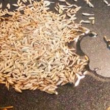 絶品！　フレッシュトマトとじゃがいものインドカレーの手順画像1枚目