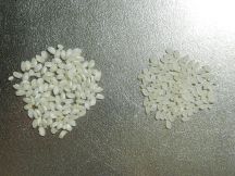 本場バレンシアのパエリアの手順画像4枚目