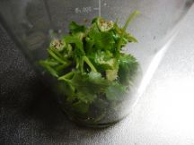 パニプリの手順画像0枚目