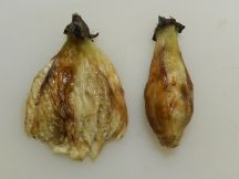 トルタンタロンの手順画像2枚目