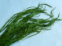 チャオムカイの手順画像8枚目