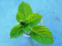 パットキーマオの手順画像9枚目