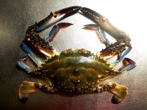 チリクラブの手順画像0枚目