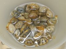 ラクサの手順画像0枚目