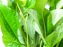 ビートルリーフのパコラの手順画像6枚目